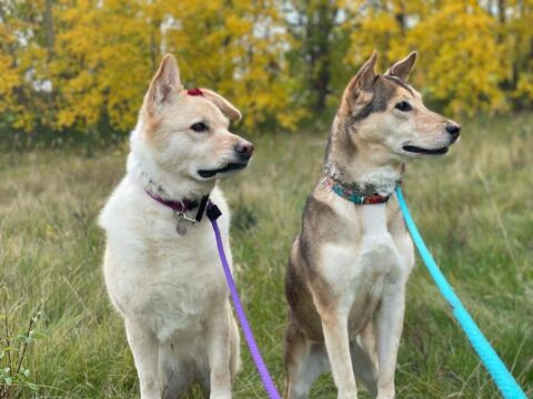 Balance Buddy Dog Training Program